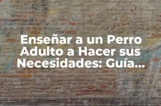 Enseñar a un Perro Adulto a Hacer Sus Necesidades: Guía Completa
