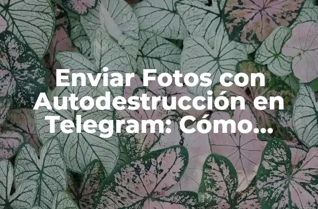 Enviar Fotos con Autodestrucción en Telegram: Cómo Proteger Tus Archivos