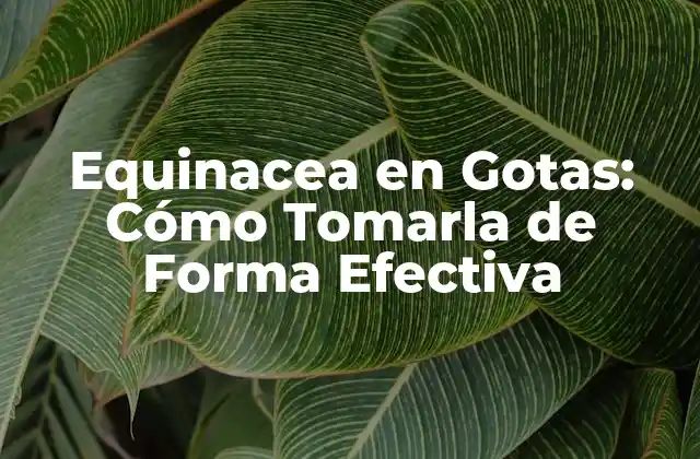 Equinacea en Gotas: Cómo Tomarla de Forma Efectiva