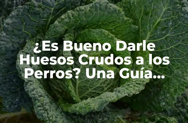 ¿es Bueno Darle Huesos Crudos a los Perros? una Guía Completa
