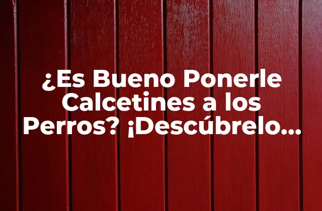 ¿es Bueno Ponerle Calcetines a los Perros? ¡descúbrelo Aquí!
