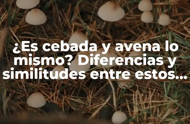 ¿es Cebada y Avena Lo Mismo? Diferencias y Similitudes entre Estos Dos Cereales