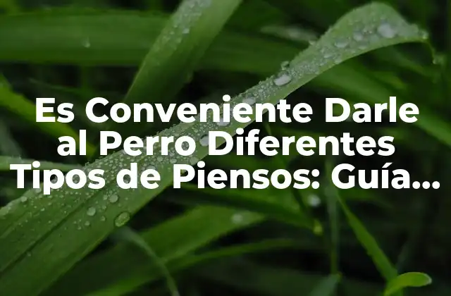Es Conveniente Darle Al Perro Diferentes Tipos de Piensos: Guía Completa