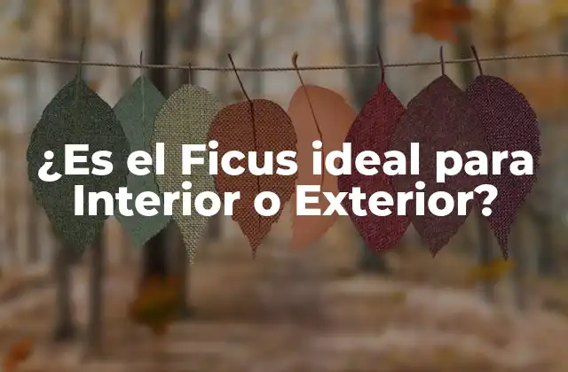 ¿es el Ficus Ideal para Interior o Exterior?