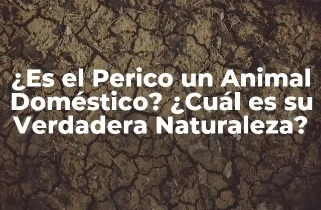 ¿es el Perico un Animal Doméstico? ¿cuál es Su Verdadera Naturaleza?