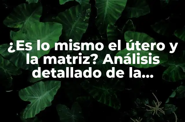 ¿es Lo Mismo el Útero y la Matriz? Análisis Detallado de la Anatomía Femenina