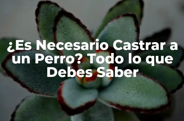 ¿es Necesario Castrar a un Perro? Todo Lo que Debes Saber