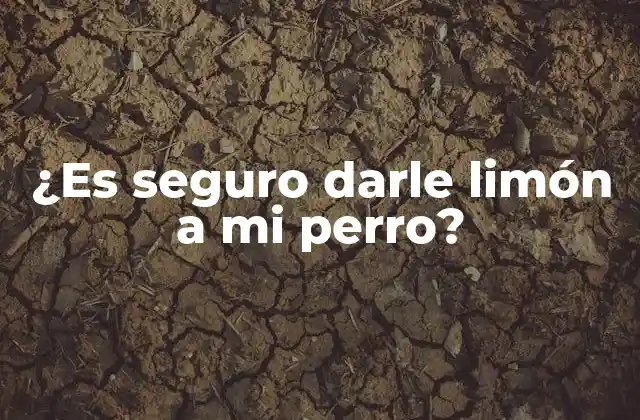 ¿es Seguro Darle Limón a Mi Perro? 2 Los beneficios del limón para los perros