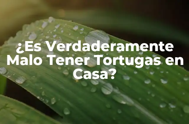 ¿es Verdaderamente Malo Tener Tortugas en Casa?