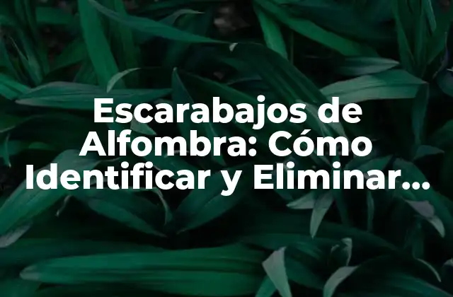 Escarabajos de Alfombra: Cómo Identificar y Eliminar Estos Problemas de Plagas