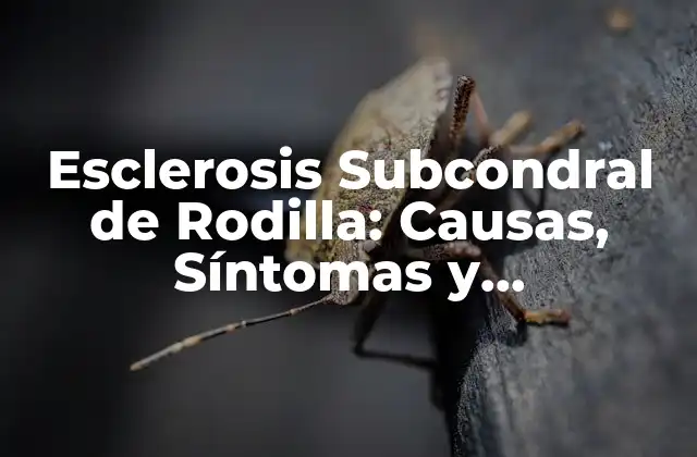 Esclerosis Subcondral de Rodilla: Causas, Síntomas y Tratamiento