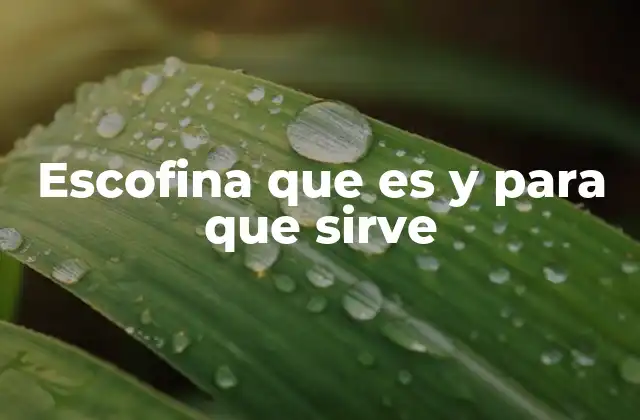 Escofina que es y para que Sirve