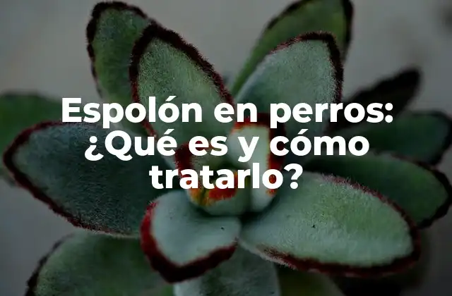 Espolón en Perros: ¿qué es y Cómo Tratarlo?