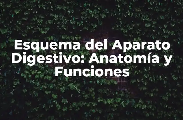Esquema Del Aparato Digestivo: Anatomía y Funciones