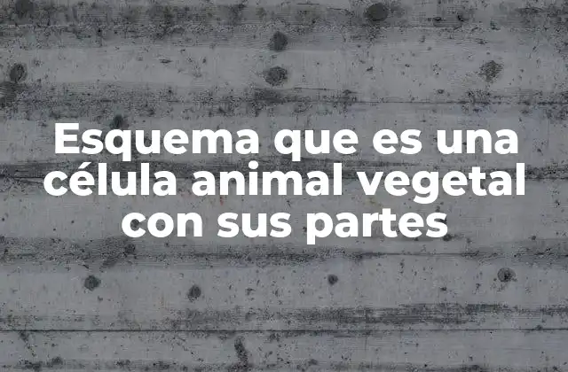Esquema que es una Célula Animal Vegetal con Sus Partes