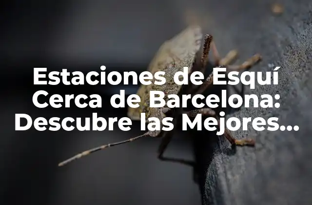 Estaciones de Esquí Cerca de Barcelona: Descubre las Mejores Opciones para Practicar Esquí en Cataluña