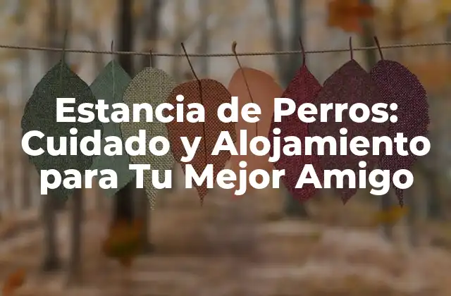 Estancia de Perros: Cuidado y Alojamiento para Tu Mejor Amigo