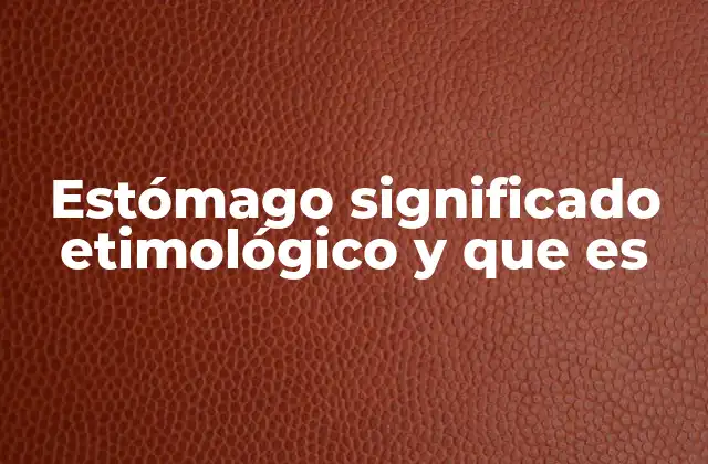 Estómago Significado Etimológico y que es