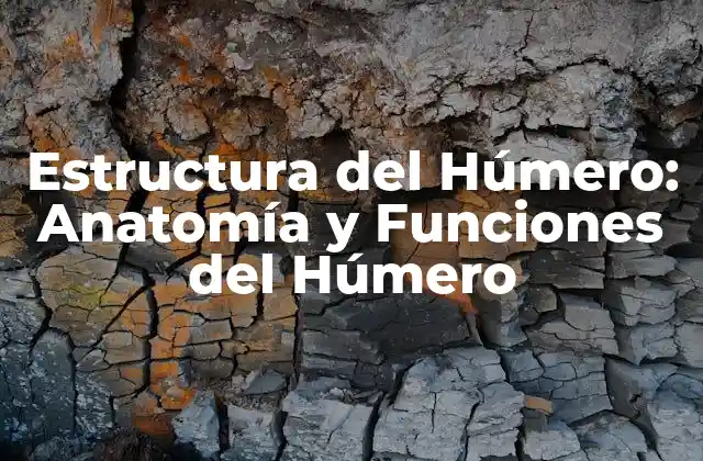 Estructura Del Húmero: Anatomía y Funciones Del Húmero