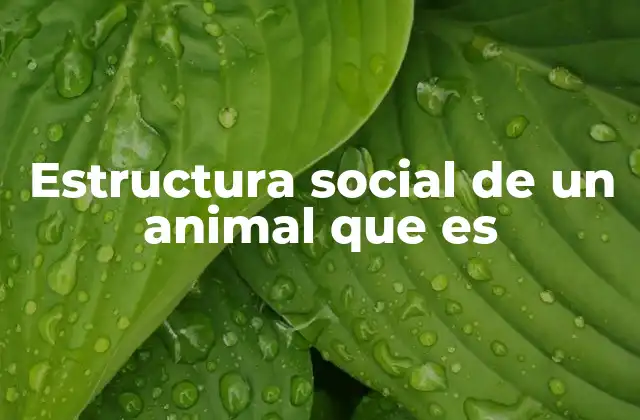 ¿Cómo se manifiesta la organización social en el mundo animal?