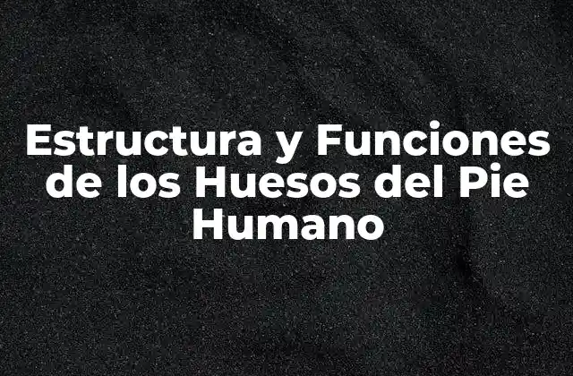 Estructura y Funciones de los Huesos Del Pie Humano