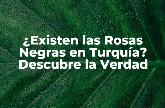 ¿existen las Rosas Negras en Turquía? Descubre la Verdad