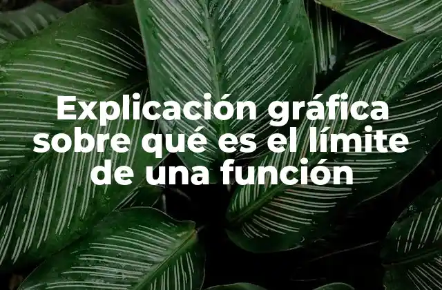 Explicación Gráfica sobre Qué es el Límite de una Función 2 Visualizando el comportamiento de una función cerca de un punto