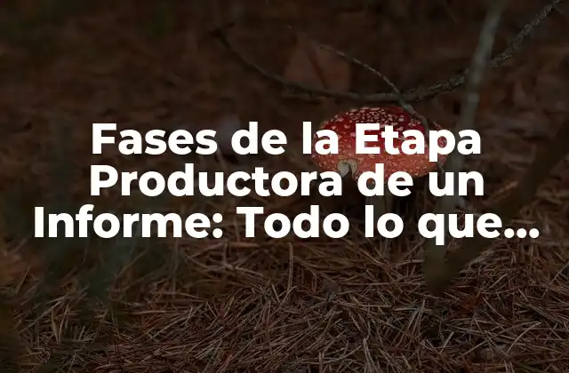 Fases de la Etapa Productora de un Informe: Todo Lo que Necesitas Saber