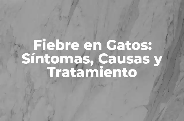 Fiebre en Gatos: Síntomas, Causas y Tratamiento