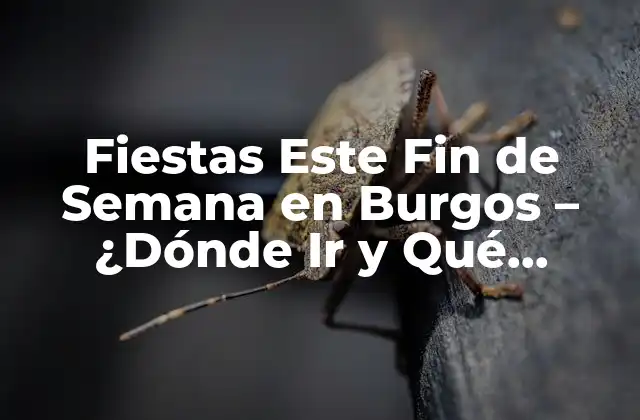 Fiestas Este Fin de Semana en Burgos – ¿dónde Ir y Qué Hacer?