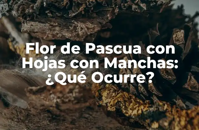 Flor de Pascua con Hojas con Manchas: ¿qué Ocurre?