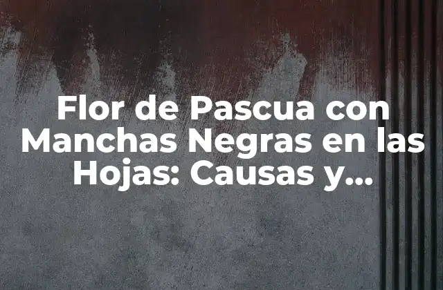Flor de Pascua con Manchas Negras en las Hojas: Causas y Soluciones