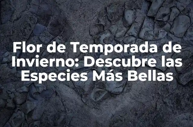 ¿Qué Es una Flor de Temporada de Invierno?