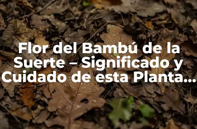 Flor Del Bambú de la Suerte – Significado y Cuidado de Esta Planta de la Buena Suerte