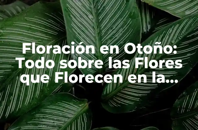 Floración en Otoño: Todo sobre las Flores que Florecen en la Estación Más Hermosa