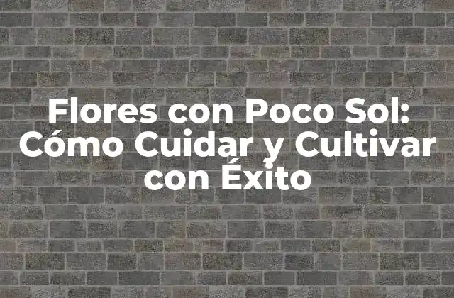 Flores con Poco Sol: Cómo Cuidar y Cultivar con Éxito