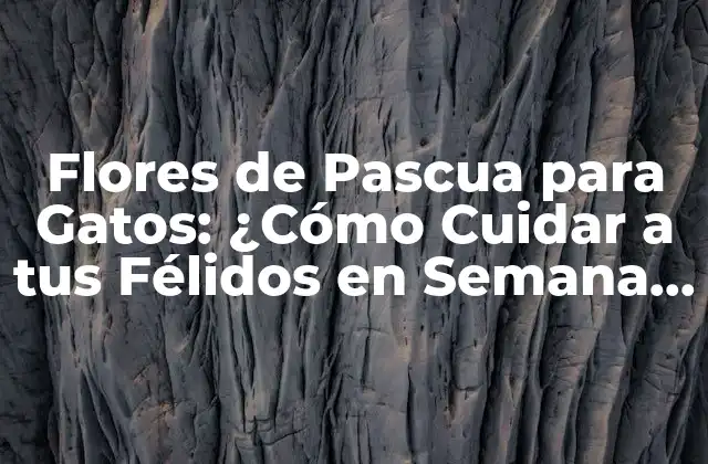 Flores de Pascua para Gatos: ¿cómo Cuidar a Tus Félidos en Semana Santa?