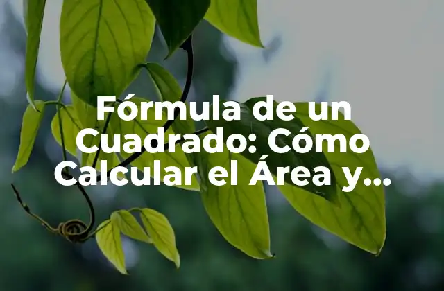 Fórmula de un Cuadrado: Cómo Calcular el Área y Perímetro