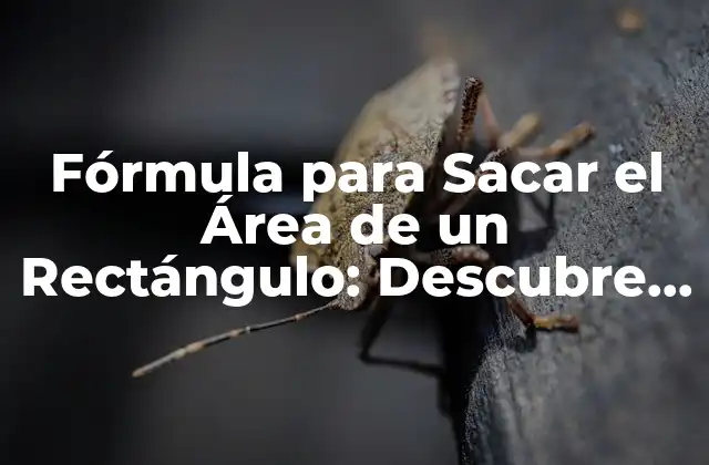 Fórmula para Sacar el Área de un Rectángulo: Descubre Cómo Calcularla con Fácilidad