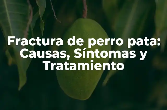 Fractura de Perro Pata: Causas, Síntomas y Tratamiento
