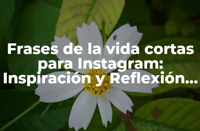 Frases de la Vida Cortas para Instagram: Inspiración y Reflexión en 280 Caracteres o Menos