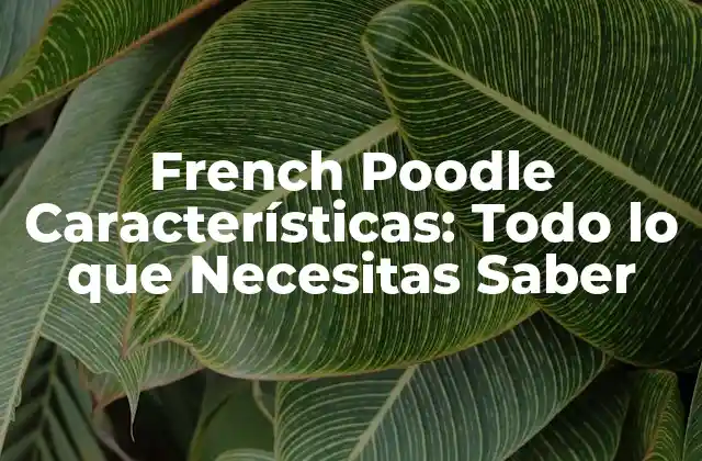 Orígenes y Historia del French Poodle