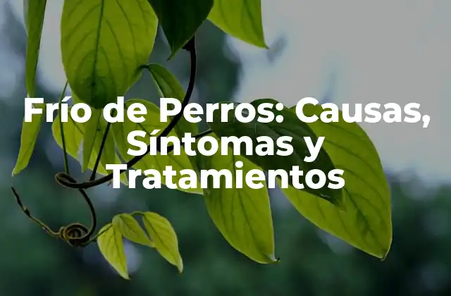 Frío de Perros: Causas, Síntomas y Tratamientos