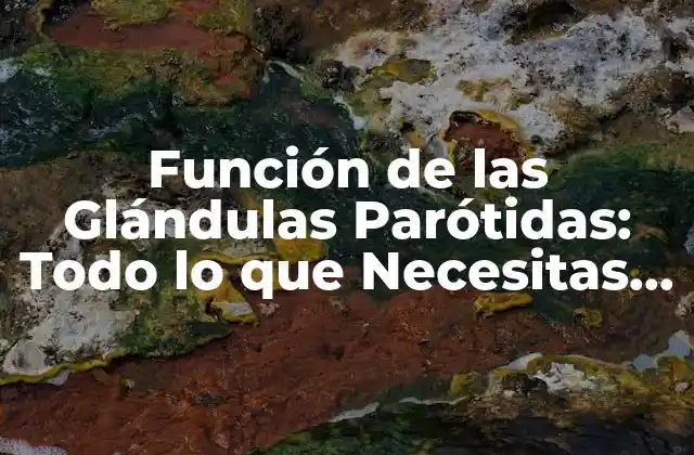 Función de las Glándulas Parótidas: Todo Lo que Necesitas Saber