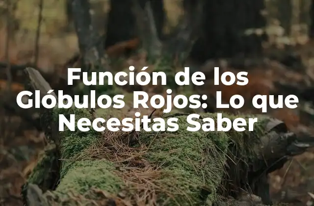 Función de los Glóbulos Rojos: Lo que Necesitas Saber