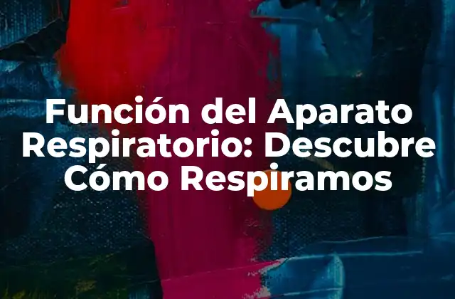 Función Del Aparato Respiratorio: Descubre Cómo Respiramos