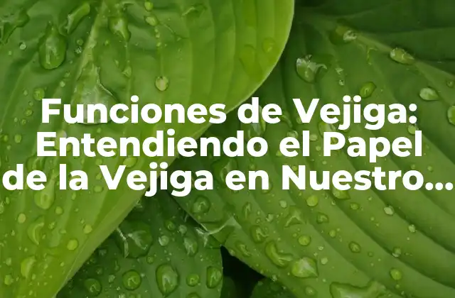 Funciones de Vejiga: Entendiendo el Papel de la Vejiga en Nuestro Cuerpo