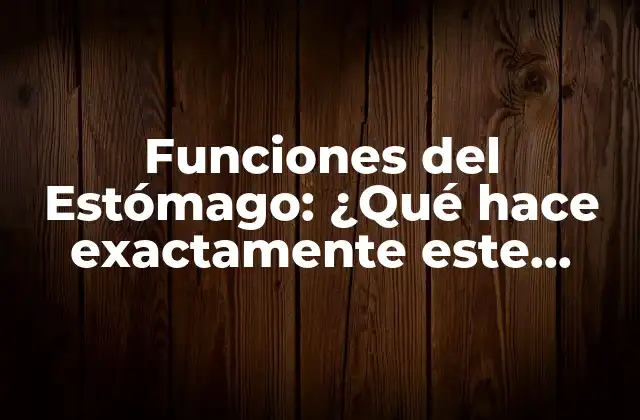 Funciones Del Estómago: ¿qué Hace Exactamente Este Órgano Vital?