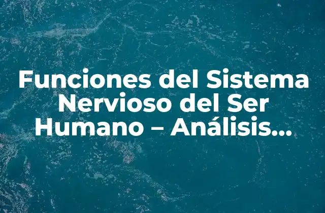 Funciones Del Sistema Nervioso Del Ser Humano – Análisis Detallado