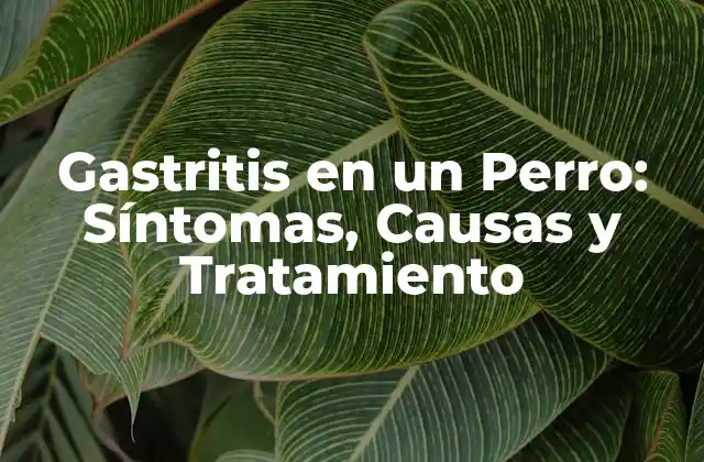 Gastritis en un Perro: Síntomas, Causas y Tratamiento